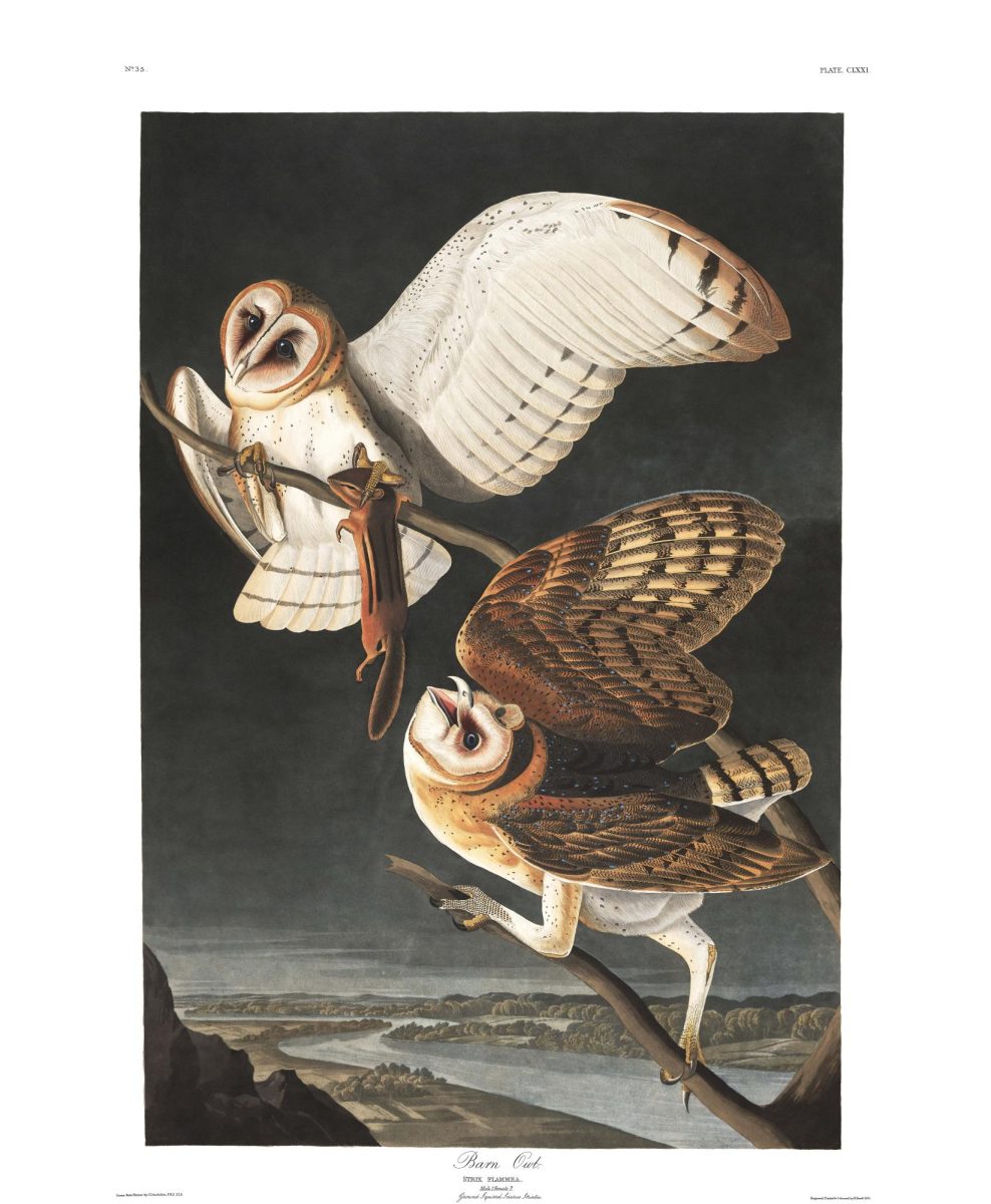 Barn Owl