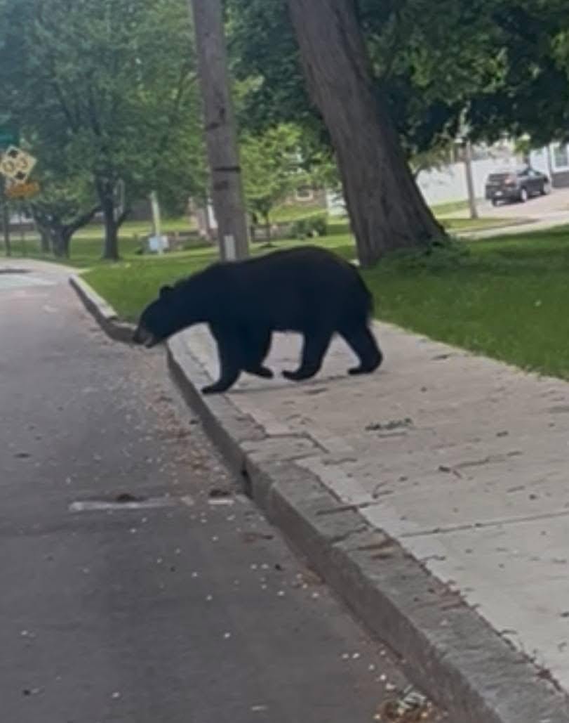 Bear Spotted In Worcester